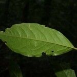 Poecilanthe hostmannii Hoja