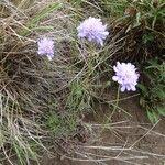 Scabiosa canescens Habitus