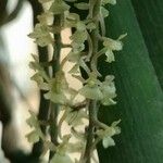 Rhipidoglossum rutilum Flower