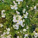 Mimulus ringens Blüte