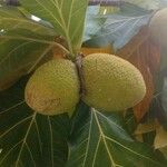 Artocarpus altilis ഫലം