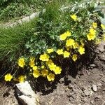 Potentilla aurea Feuille