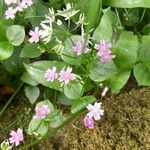 Claytonia sibirica Blüte
