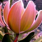 Melaleuca dawsonii Цвят