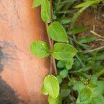 Cuphea ericoides Leaf