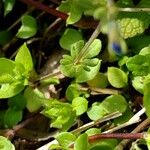Veronica triphyllos Hostoa
