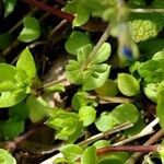 Veronica triphyllos Leaf