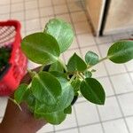 Peperomia serpens 葉