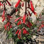 Penstemon eatonii