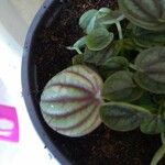 Peperomia argyreia Лист