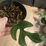 Monstera minima Blatt