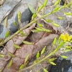 Rorippa palustris Fruit