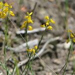 Genista micrantha Habit