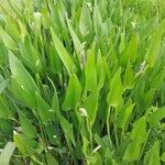 Pontederia cordata Likasa
