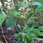 Chimaphila umbellata Λουλούδι