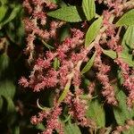 Gesnouinia arborea Flower