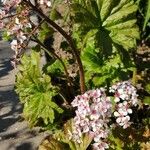 Darmera peltata Облик