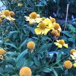 Helenium autumnale Květ