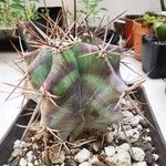 Echinocactus platyacanthus List