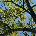 Genipa americana Leaf