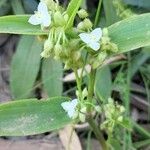 Callisia serrulata Folla