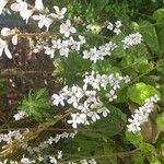 Francoa appendiculata Flor