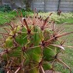 Ferocactus herrerae Azala