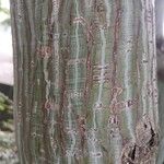 Acer davidii Écorce
