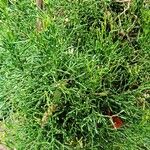 Hatiora salicornioides Habit