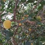Dovyalis caffra Fruto