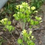 Biscutella incana Fruit