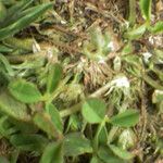Trifolium suffocatum Libunga