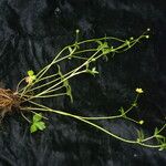 Ranunculus adoxifolius आदत