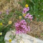 Valeriana lecoqii Flower