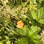 Rubus chamaemorus Листок