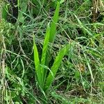 Albuca abyssinica 葉