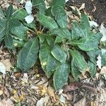 Palisota bracteosa Leaf