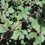 Rubus divaricatus Агульны выгляд