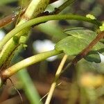 Ranunculus peltatus Habitus