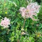 Geum montanum 果實