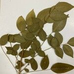 Ateleia herbert-smithii Hoja