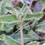 Veronica teucrium पत्ता