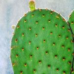 Opuntia rufida Blad