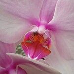 Phalaenopsis amabilis Květ