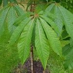 Aesculus chinensis Levél