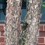 Betula nigra 树皮
