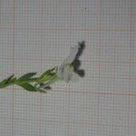 Linaria reflexa Цветок