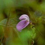 Canavalia rosea Flor