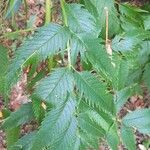 Datisca cannabina Leaf