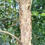 Nothofagus obliqua Corteza